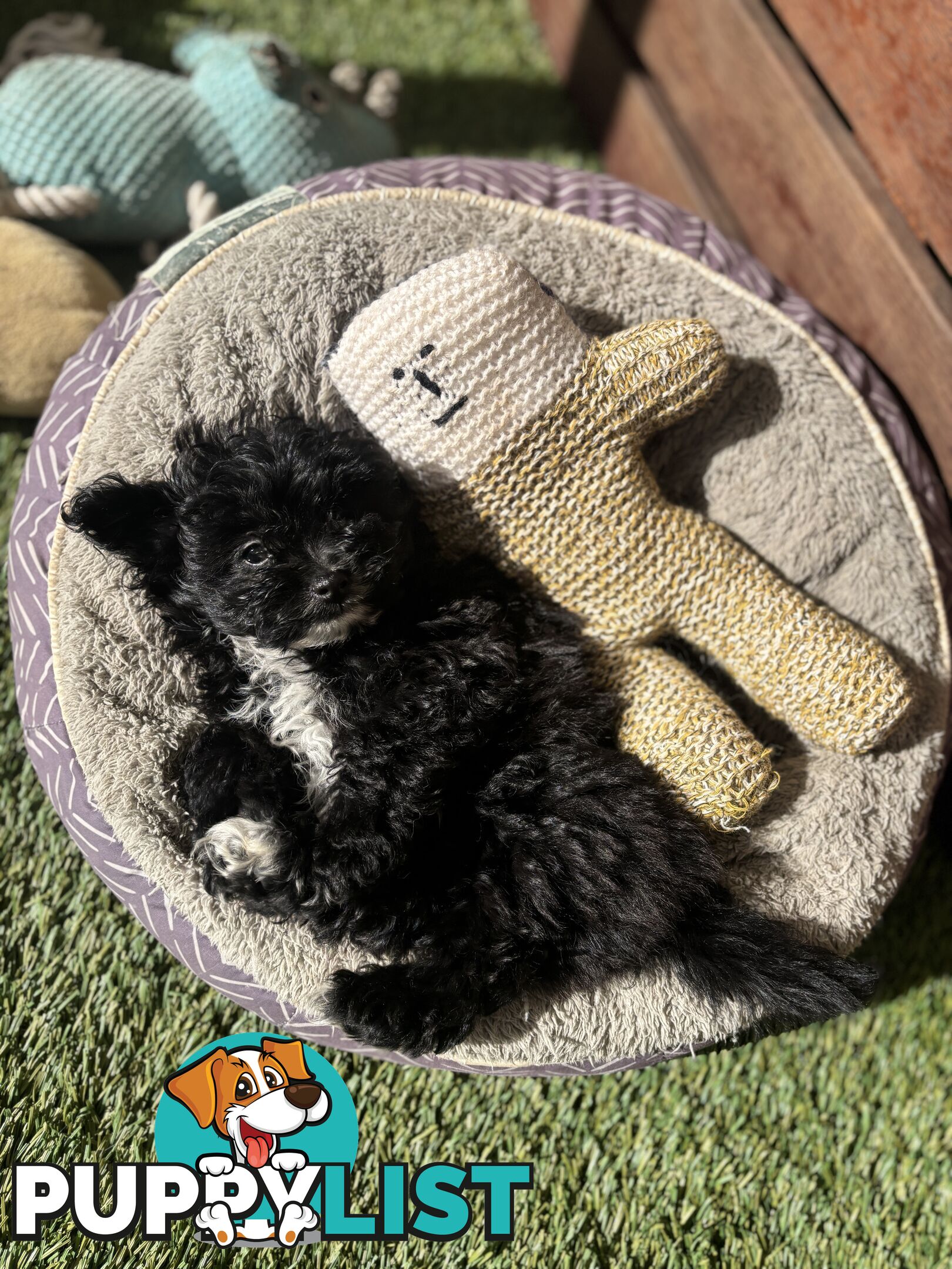 Toy Pomapoo Puppies!