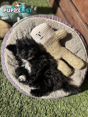 Toy Pomapoo Puppies!