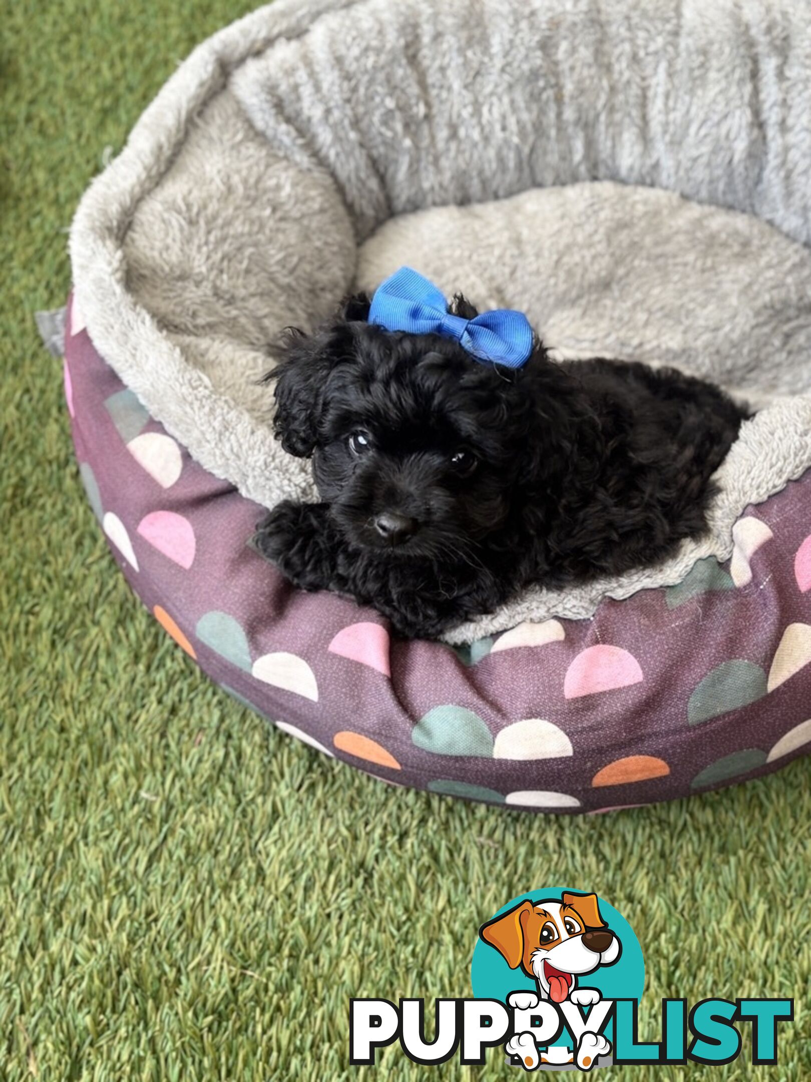 Toy Pomapoo Puppies!
