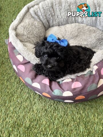 Toy Pomapoo Puppies!