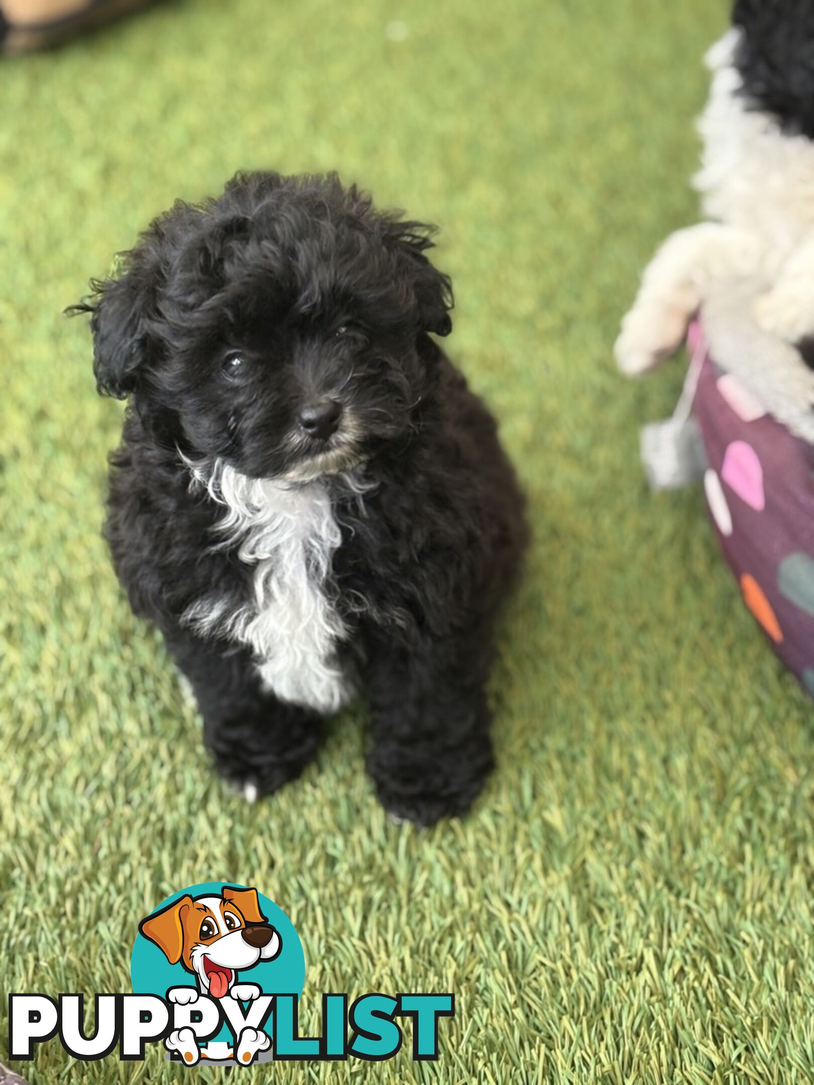 Toy Pomapoo Puppies!