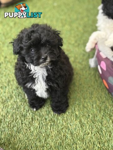 Toy Pomapoo Puppies!