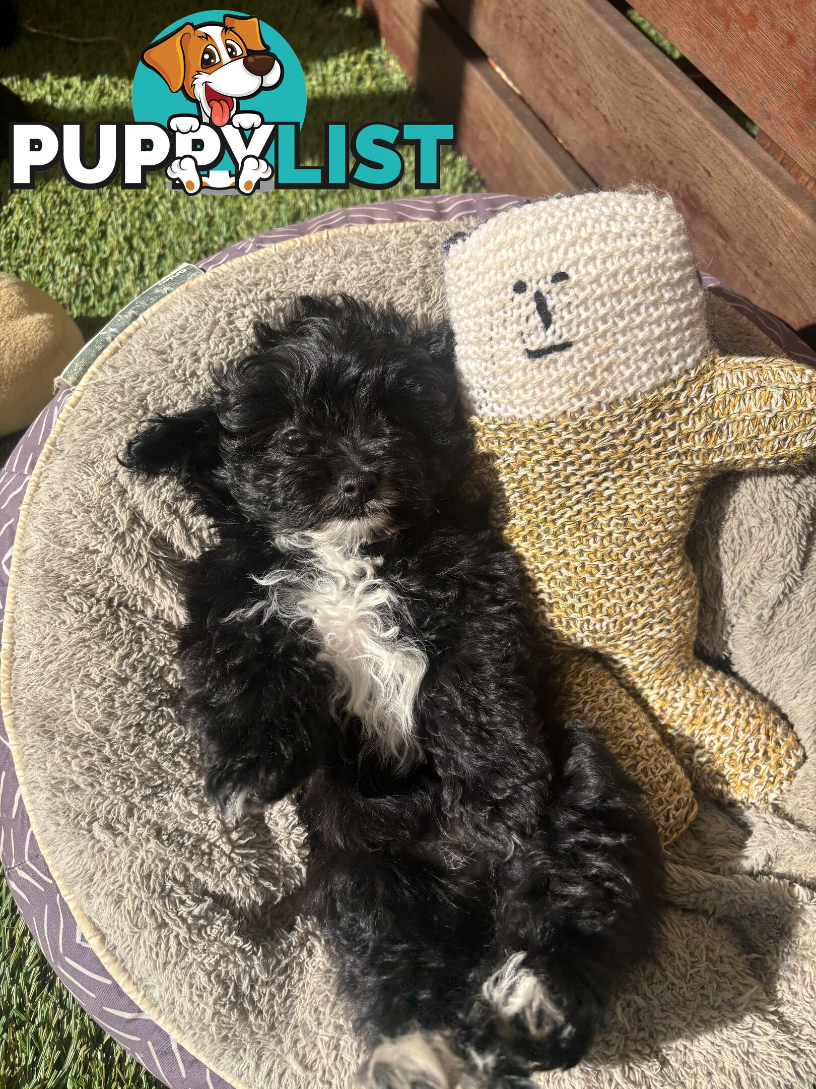 Toy Pomapoo Puppies!