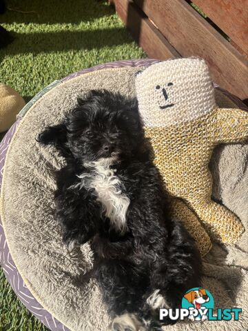 Toy Pomapoo Puppies!