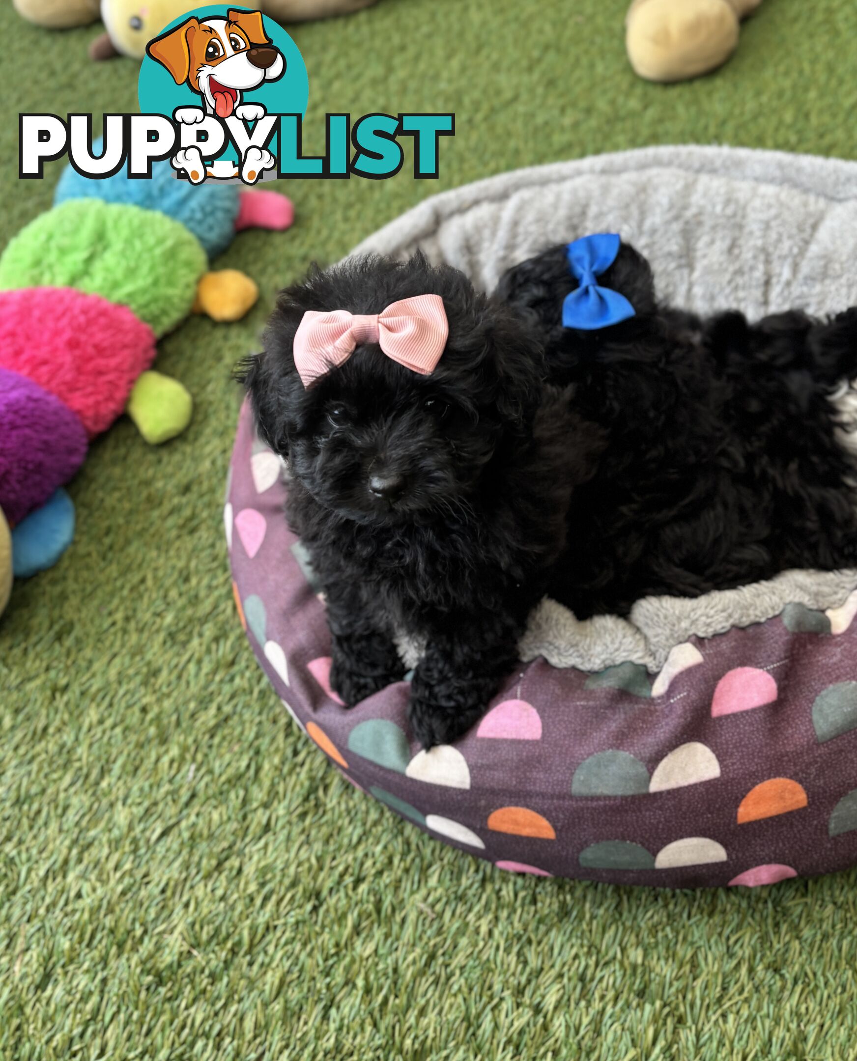Toy Pomapoo Puppies!