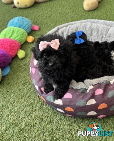Toy Pomapoo Puppies!