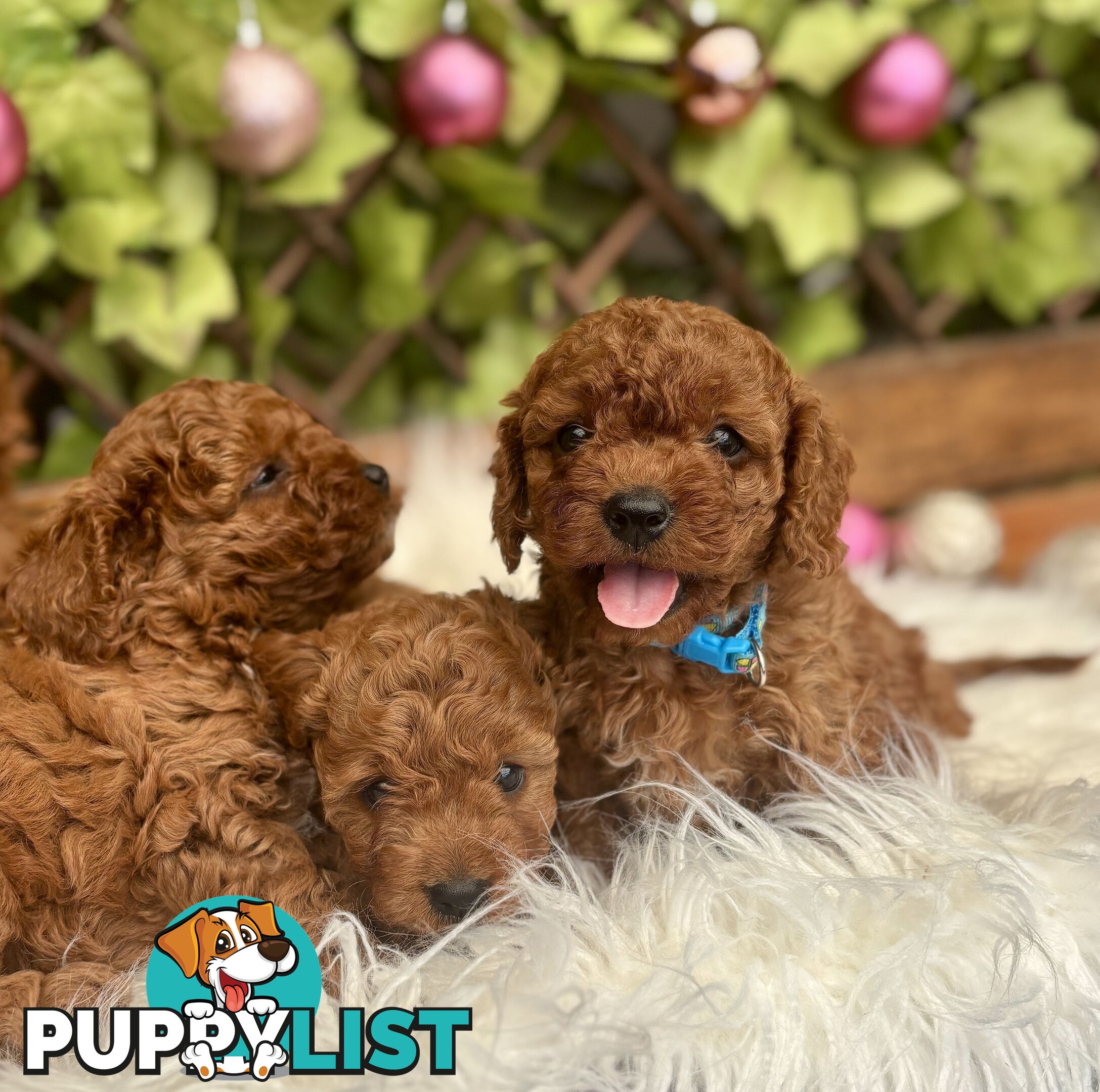 Toy Cavoodles ready in the early New Year