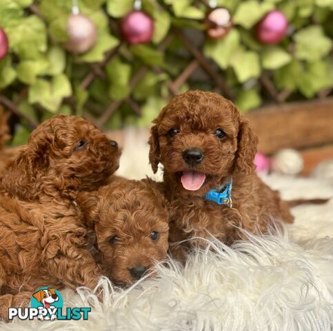 Toy Cavoodles ready in the early New Year