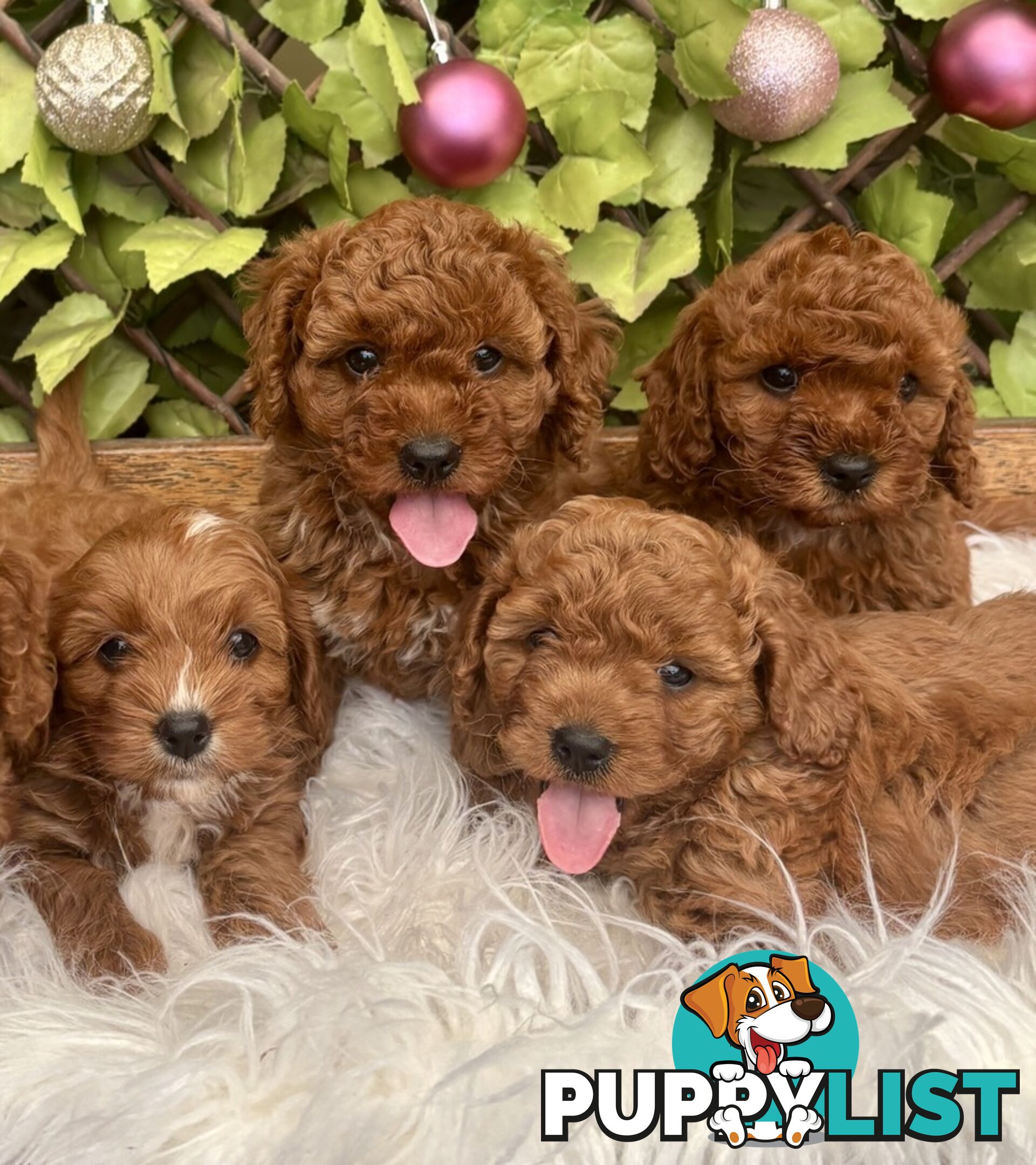 Toy Cavoodles ready in the early New Year