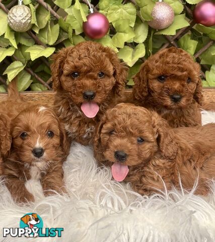 Toy Cavoodles ready in the early New Year