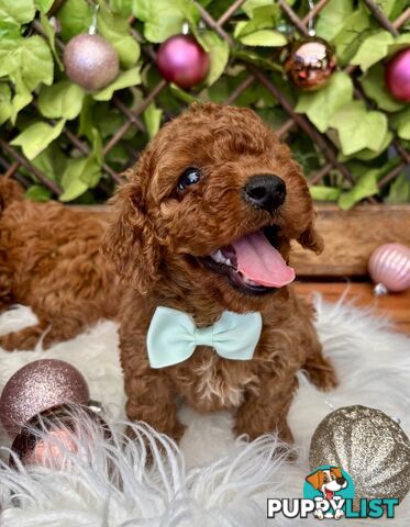 Toy Cavoodles ready in the early New Year