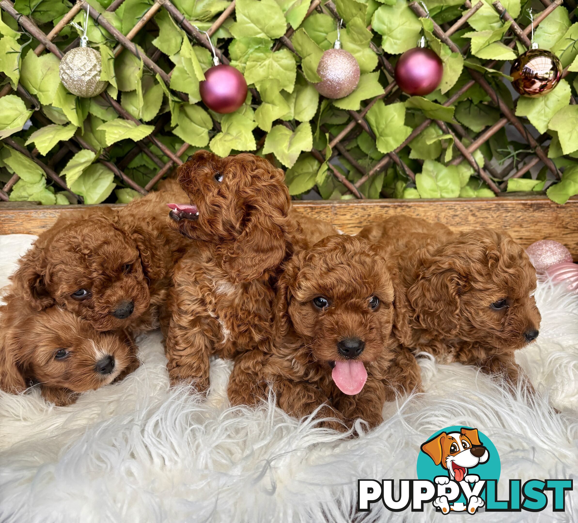 Toy Cavoodles ready in the early New Year