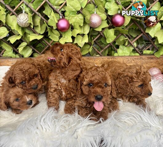 Toy Cavoodles ready in the early New Year