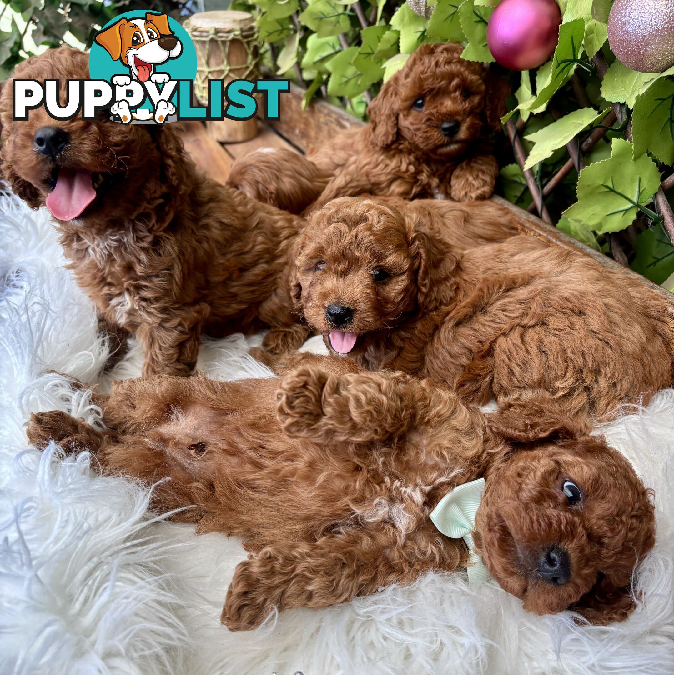 Toy Cavoodles ready in the early New Year