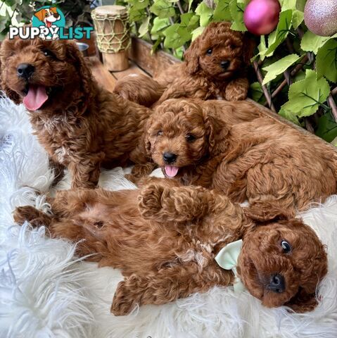 Toy Cavoodles ready in the early New Year