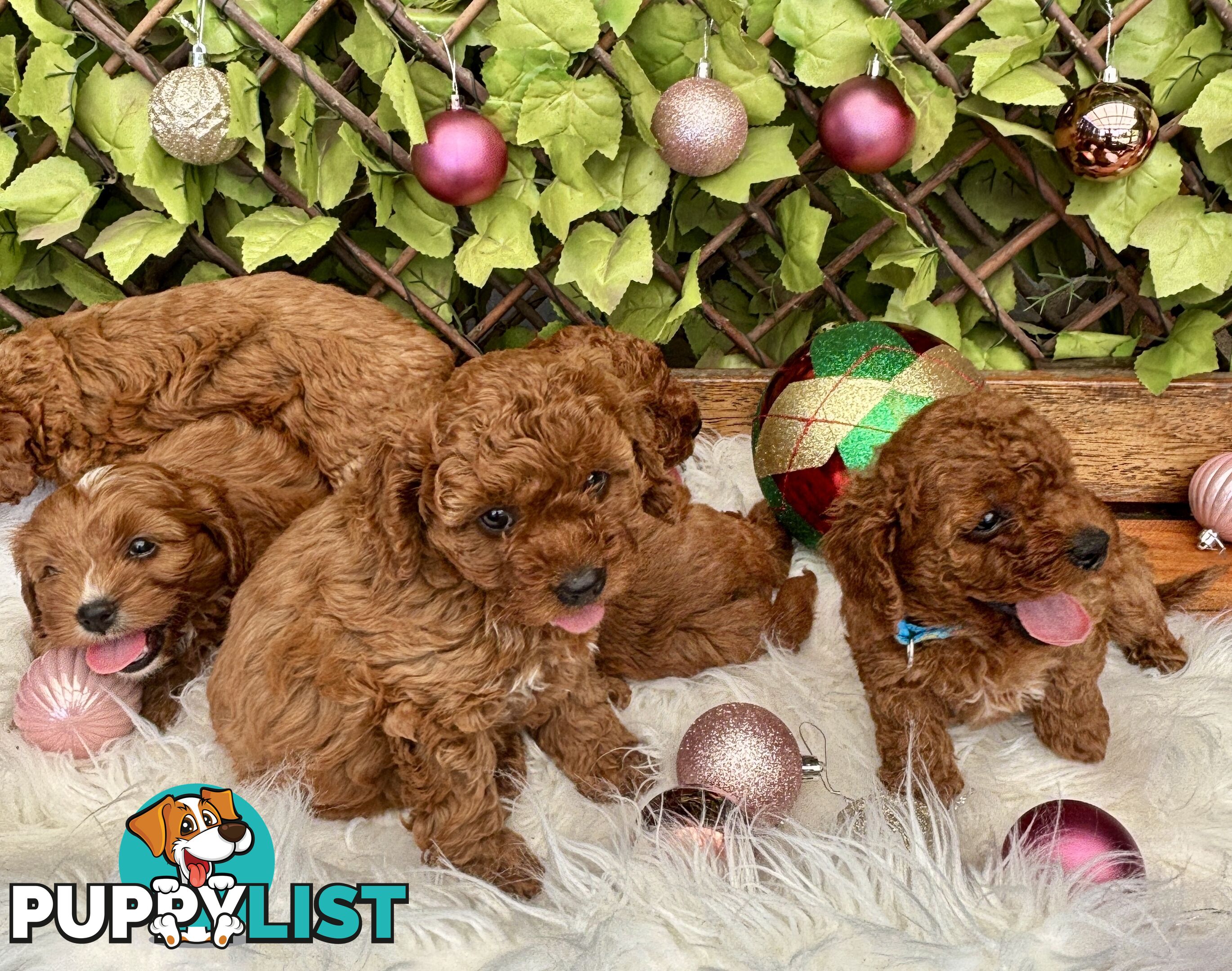 Toy Cavoodles ready in the early New Year