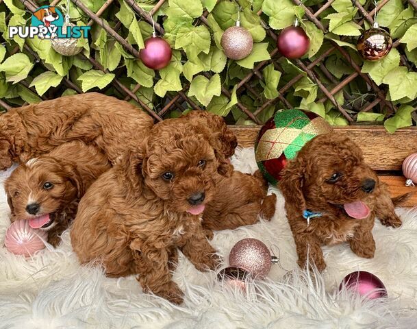 Toy Cavoodles ready in the early New Year