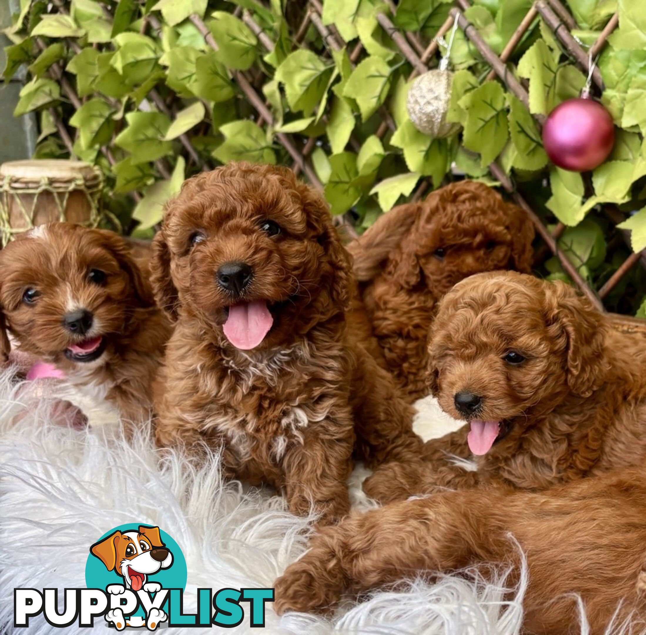 Toy Cavoodles ready in the early New Year