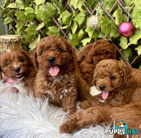 Toy Cavoodles ready in the early New Year