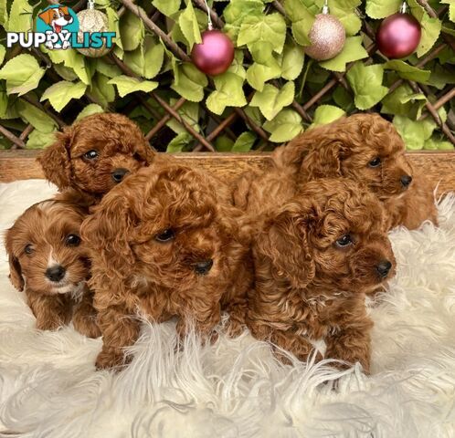 Toy Cavoodles ready in the early New Year