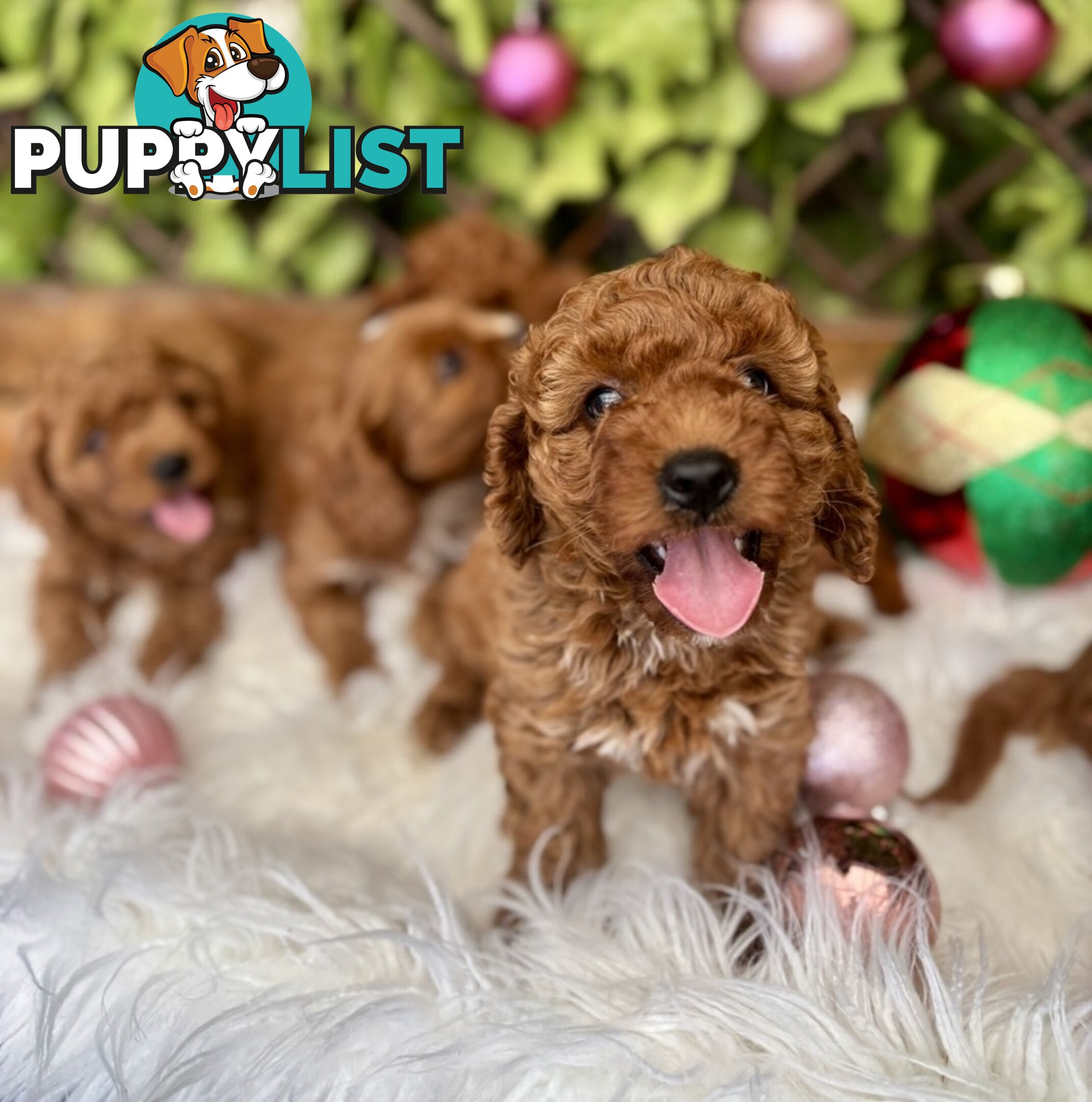 Toy Cavoodles ready in the early New Year