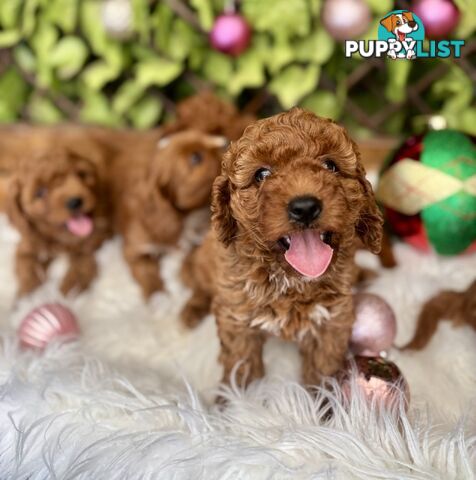 Toy Cavoodles ready in the early New Year