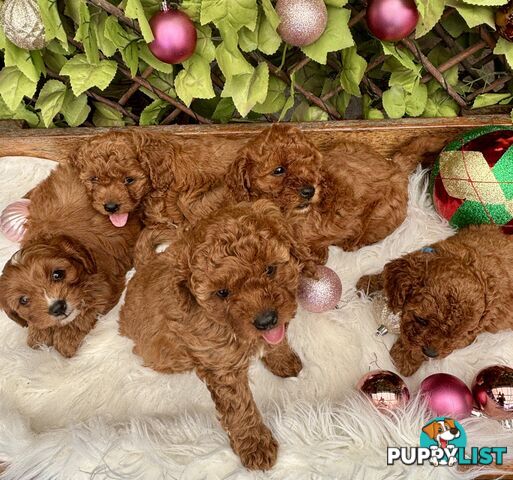 Toy Cavoodles ready in the early New Year