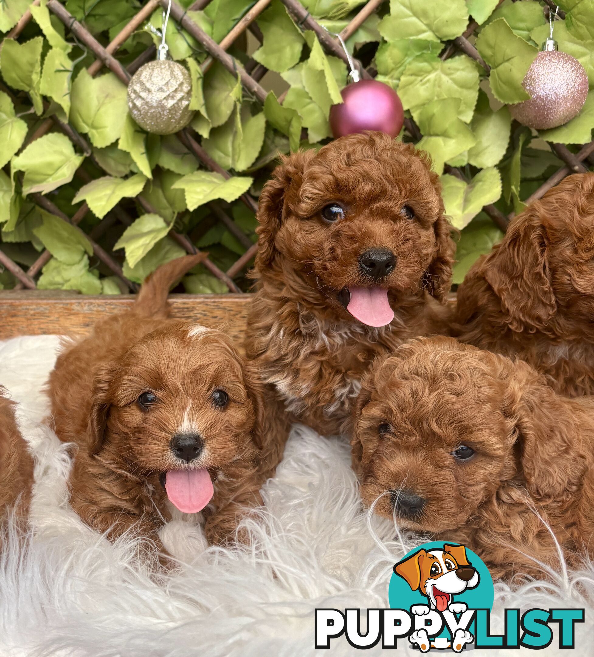 Toy Cavoodles ready in the early New Year