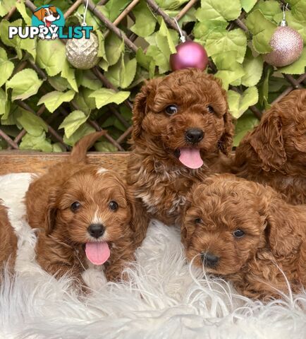 Toy Cavoodles ready in the early New Year