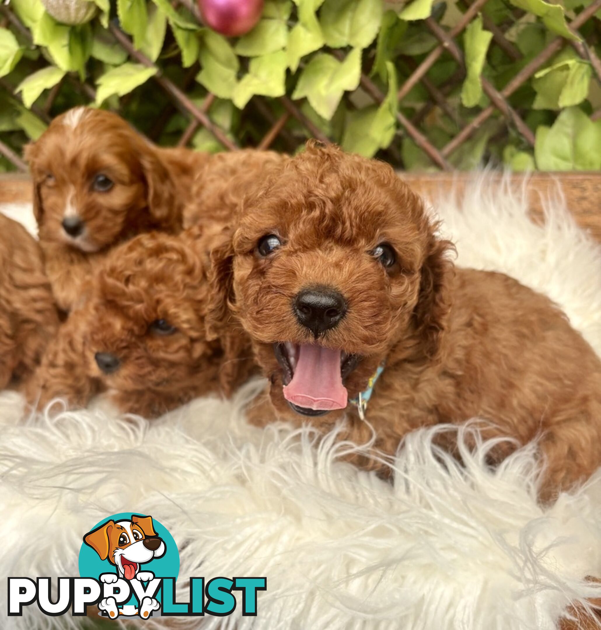 Toy Cavoodles ready in the early New Year