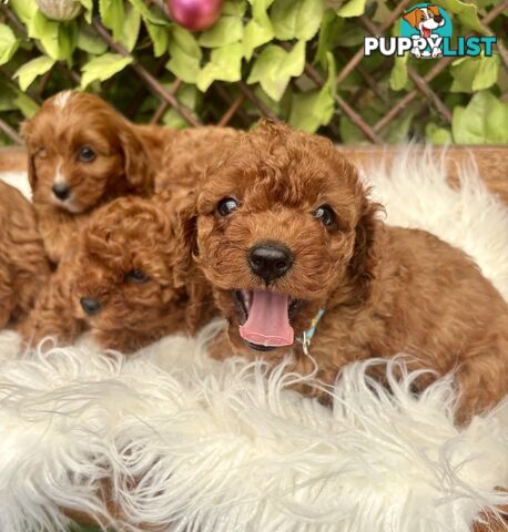 Toy Cavoodles ready in the early New Year