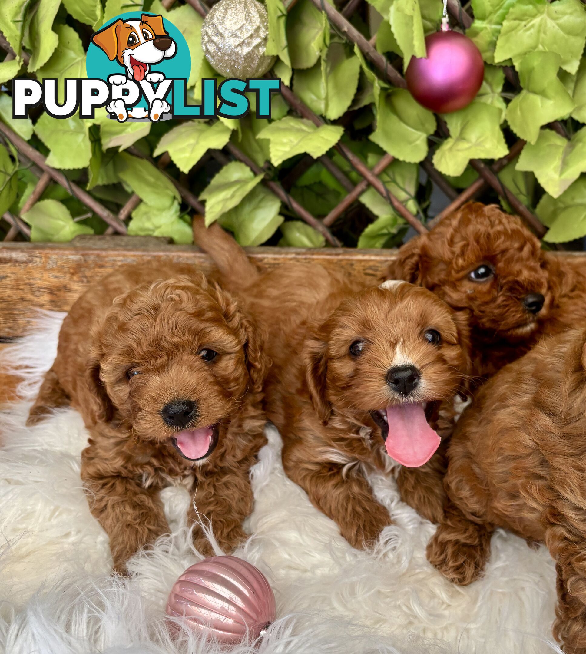 Toy Cavoodles ready in the early New Year