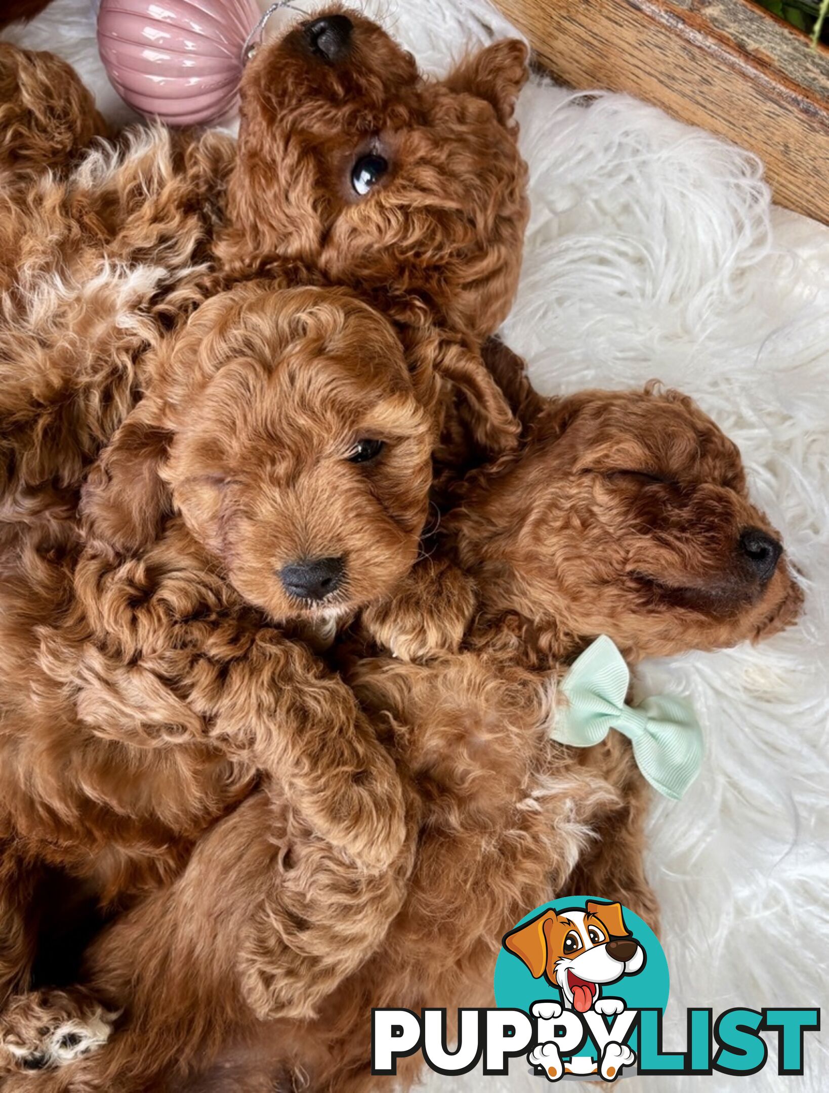 Toy Cavoodles ready in the early New Year