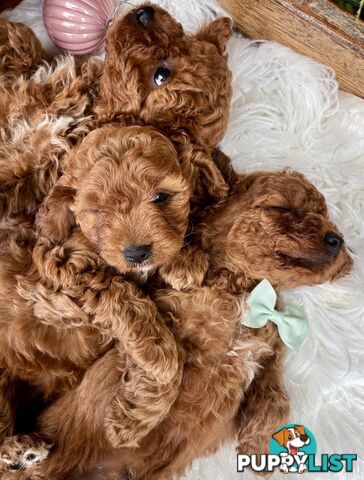 Toy Cavoodles ready in the early New Year