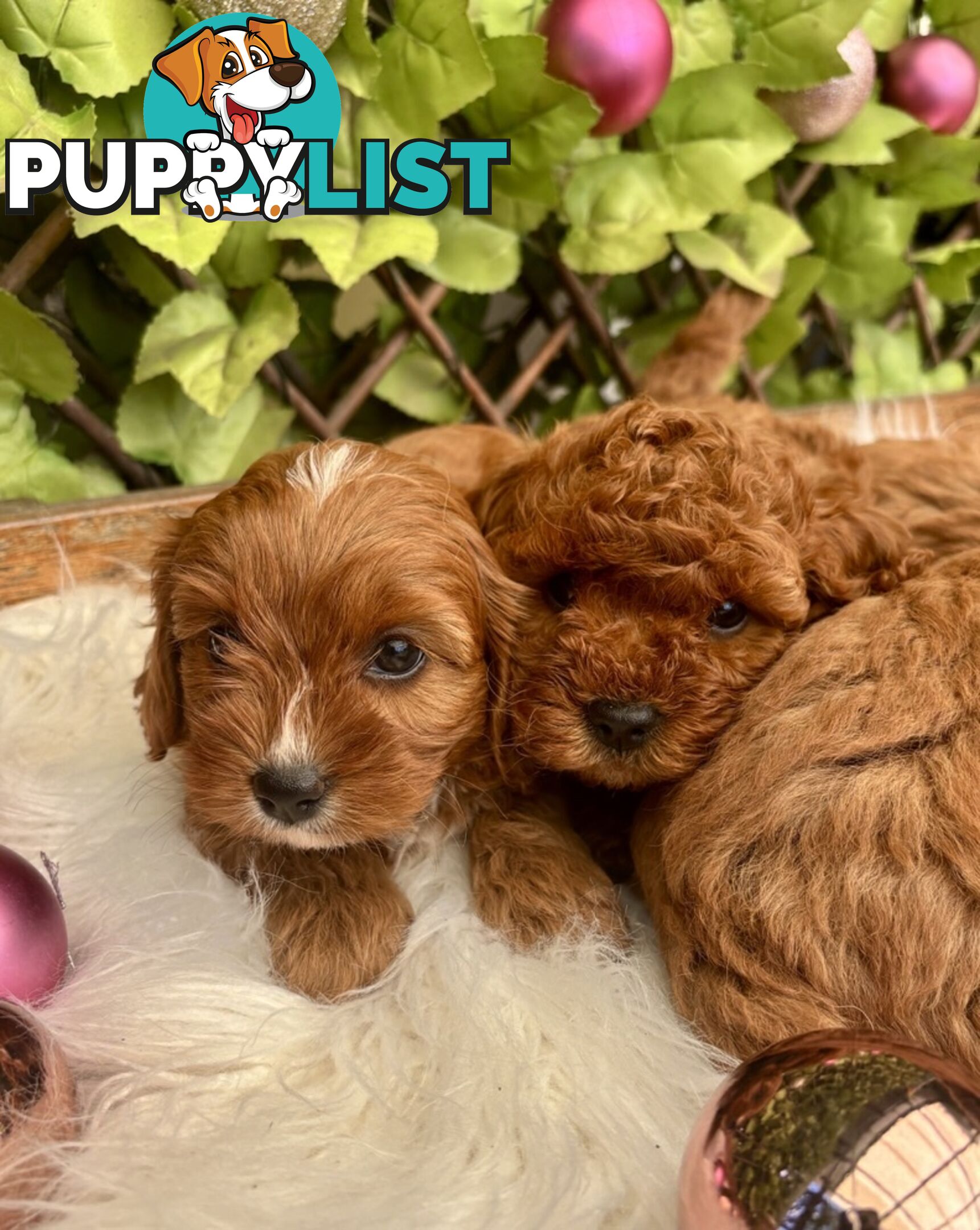 Toy Cavoodles ready in the early New Year