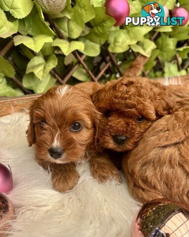 Toy Cavoodles ready in the early New Year