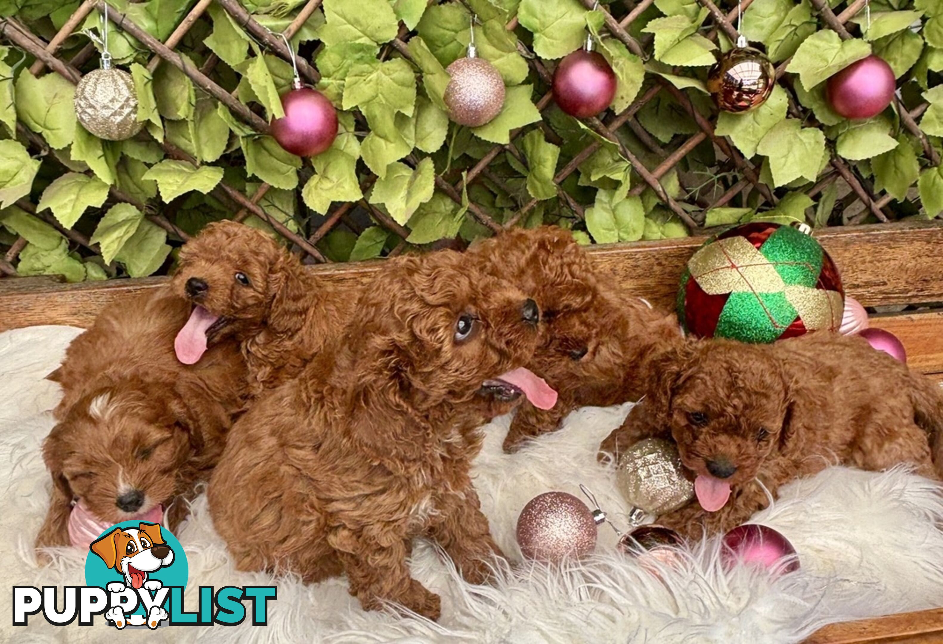 Toy Cavoodles ready in the early New Year