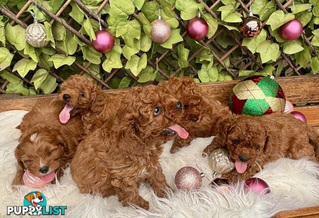 Toy Cavoodles ready in the early New Year