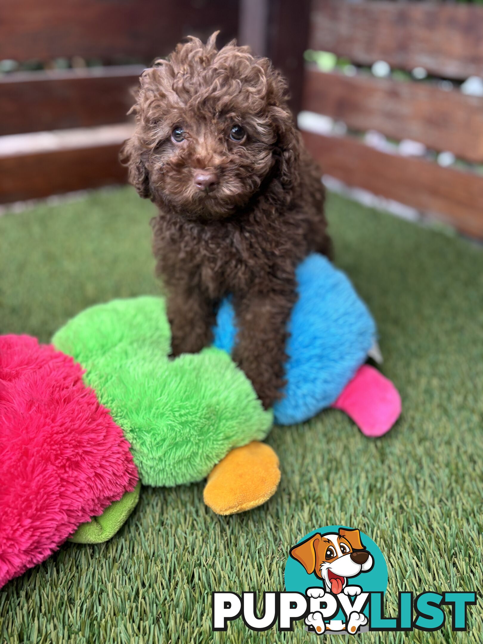 Gorgeous Toy Shoodle Puppies - Perfect for Families, Ideal Temperament