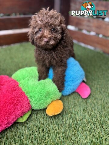 Gorgeous Toy Shoodle Puppies - Perfect for Families, Ideal Temperament