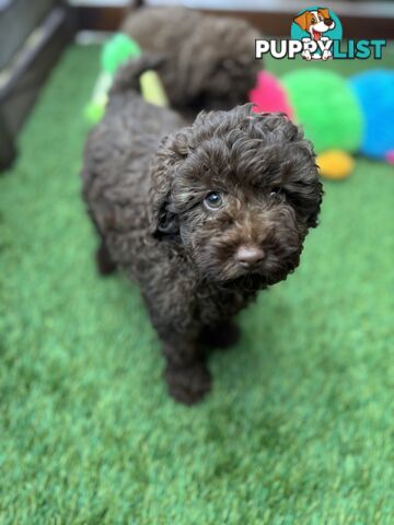 Gorgeous Toy Shoodle Puppies - Perfect for Families, Ideal Temperament