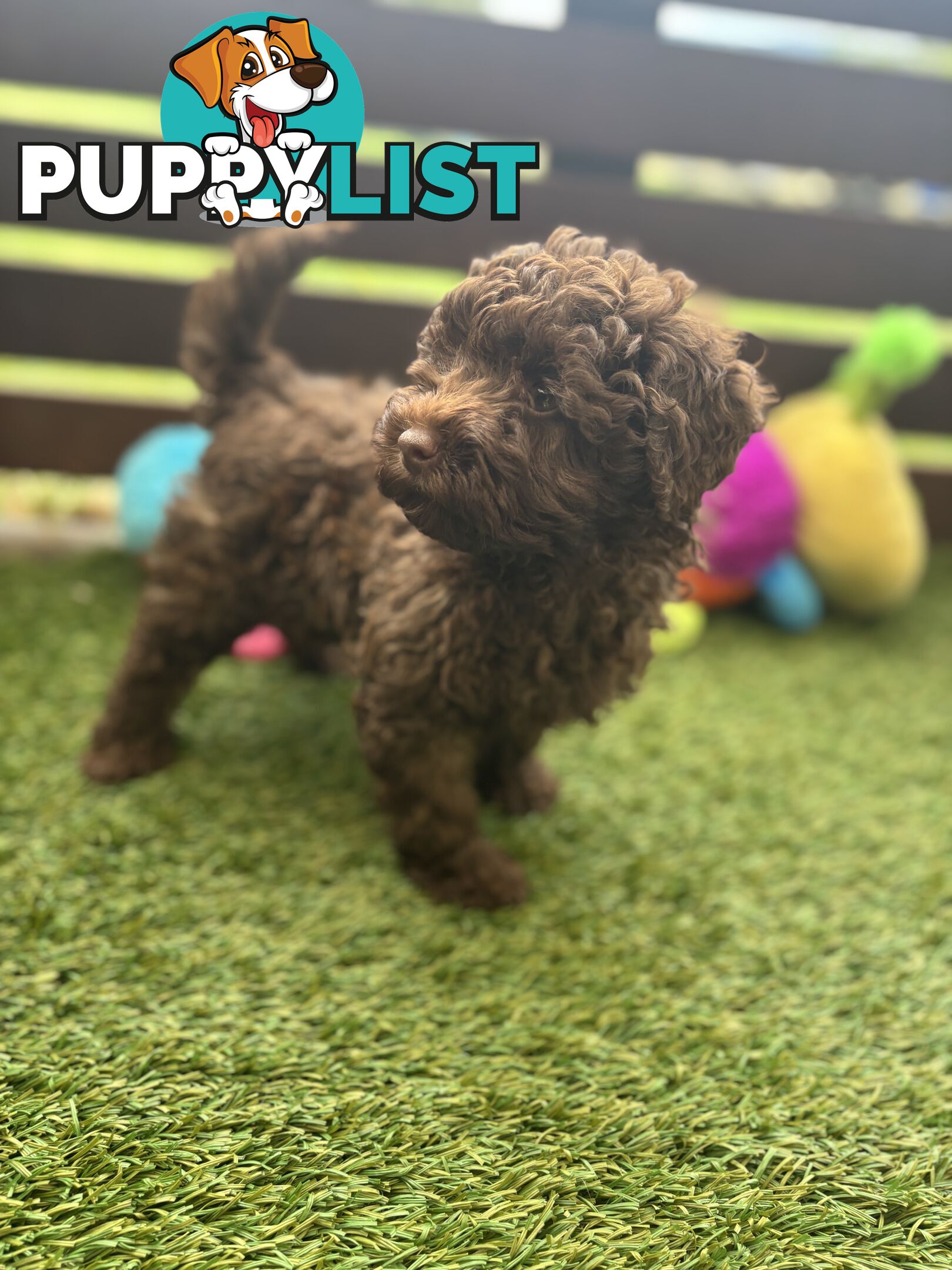 Gorgeous Toy Shoodle Puppies - Perfect for Families, Ideal Temperament