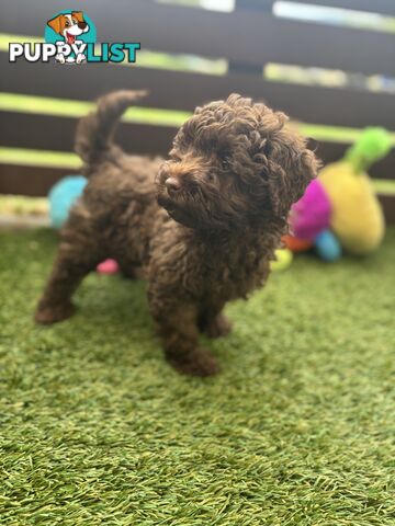 Gorgeous Toy Shoodle Puppies - Perfect for Families, Ideal Temperament