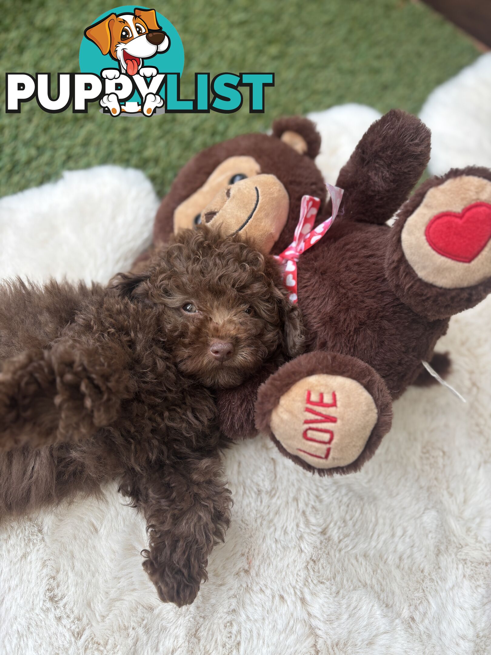 Gorgeous Toy Shoodle Puppies - Perfect for Families, Ideal Temperament