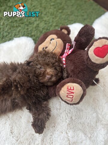 Gorgeous Toy Shoodle Puppies - Perfect for Families, Ideal Temperament