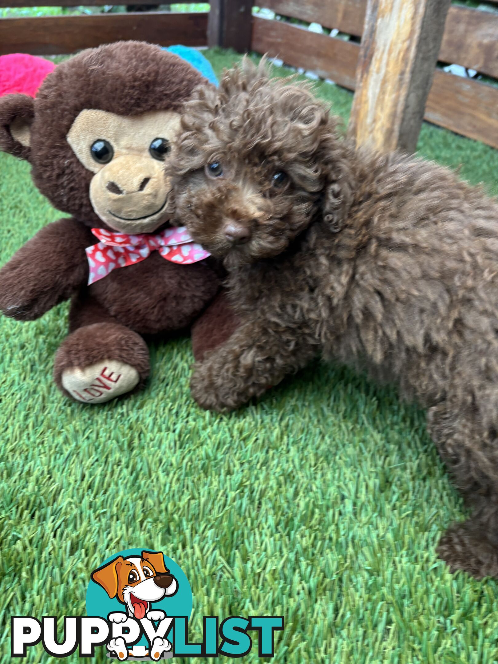 Gorgeous Toy Shoodle Puppies - Perfect for Families, Ideal Temperament