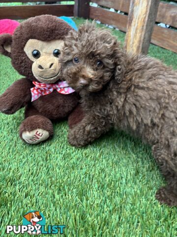 Gorgeous Toy Shoodle Puppies - Perfect for Families, Ideal Temperament