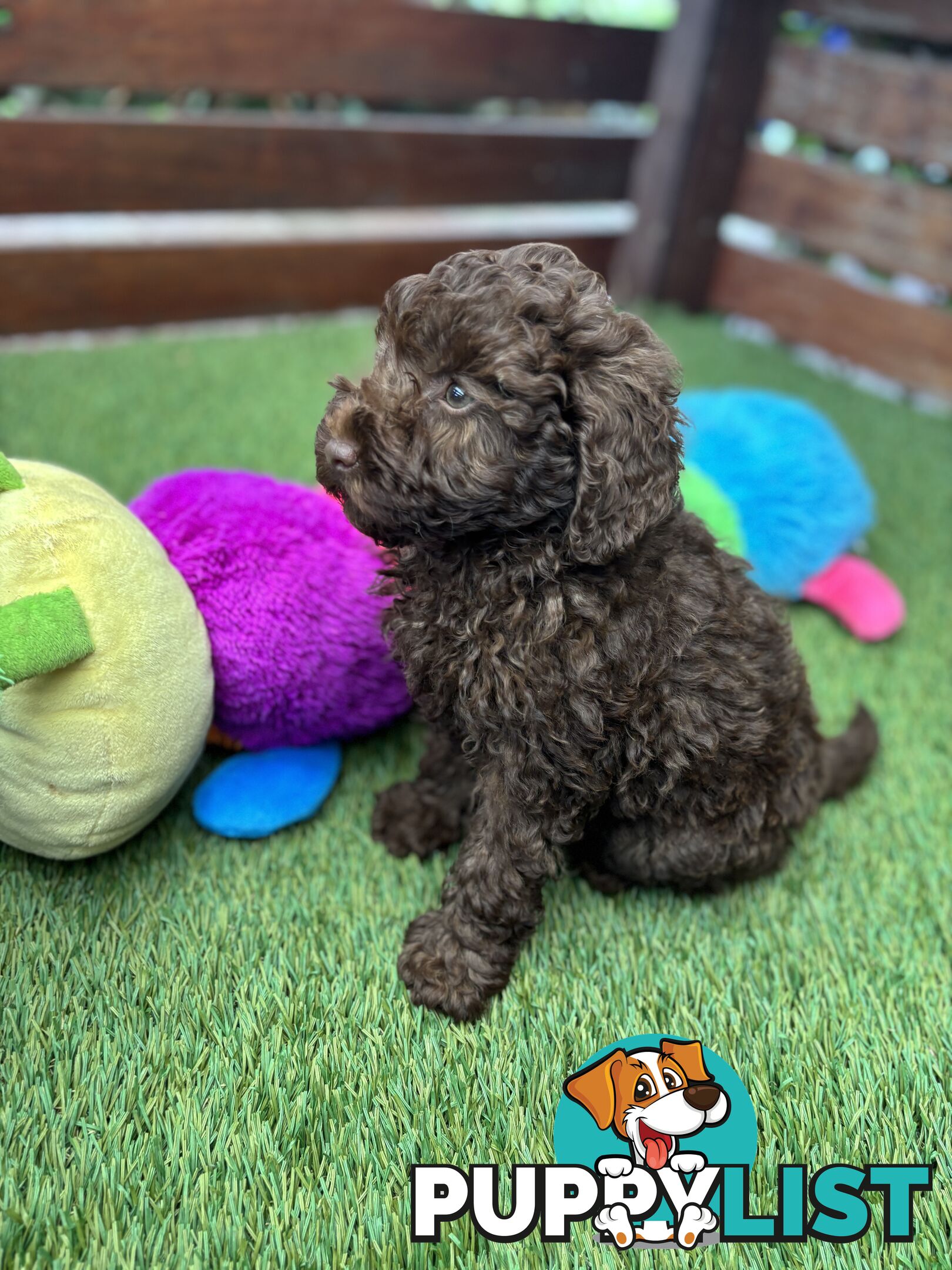 Gorgeous Toy Shoodle Puppies - Perfect for Families, Ideal Temperament