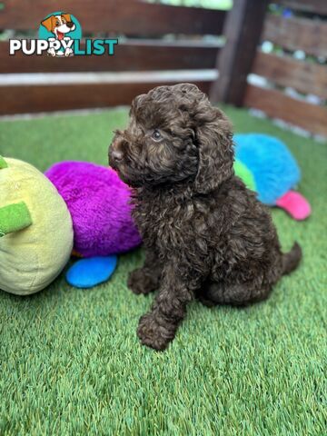 Gorgeous Toy Shoodle Puppies - Perfect for Families, Ideal Temperament