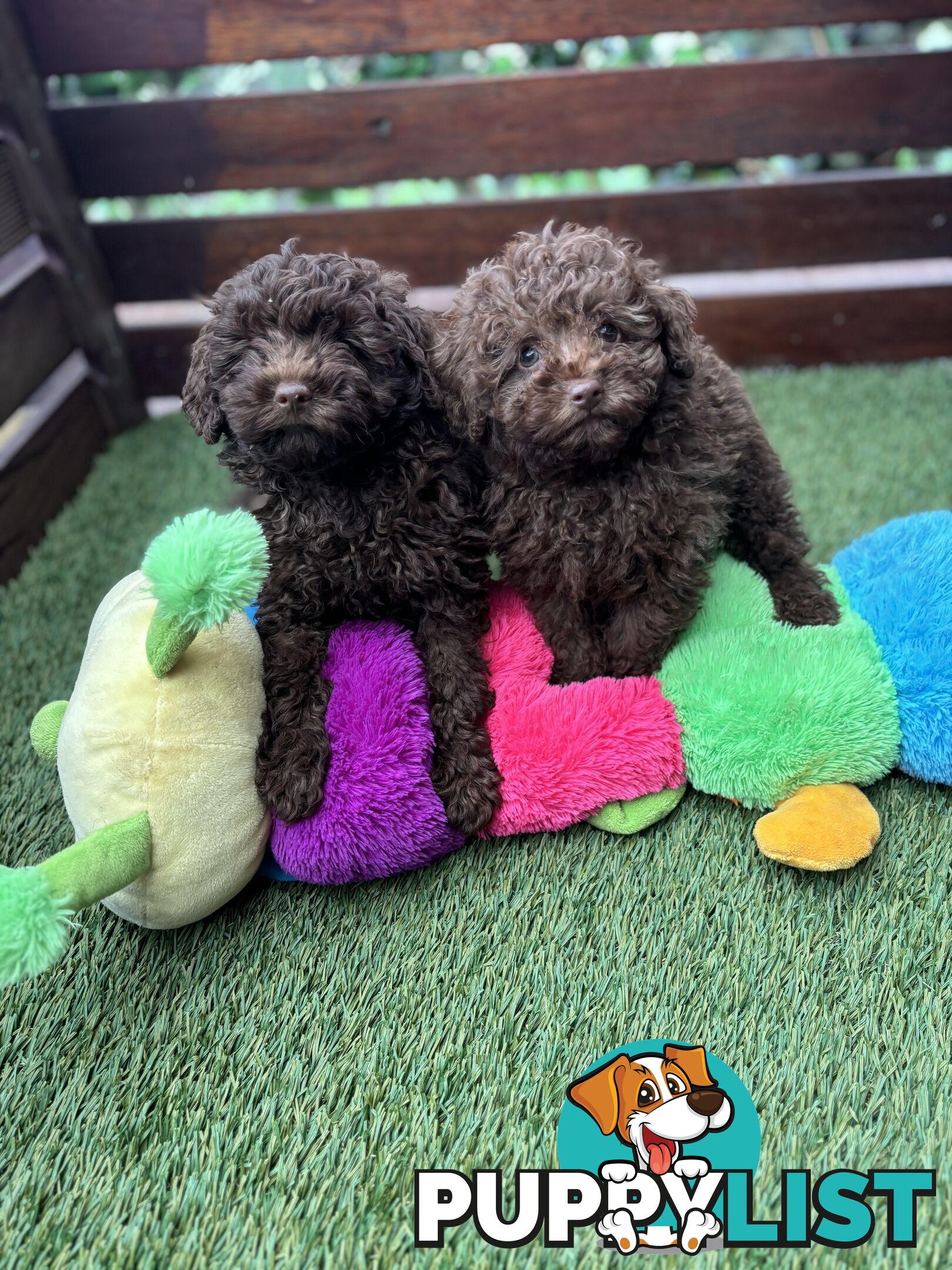 Gorgeous Toy Shoodle Puppies - Perfect for Families, Ideal Temperament